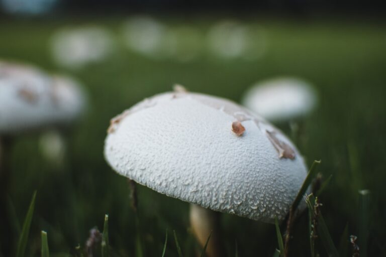 Photo Unique natural phenomena